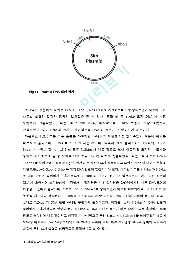 제한효소를 이용한 Restriction of DNA 결과레포트 [A＋].hwp